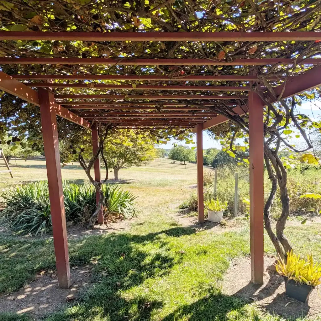 Trellis in a backyard